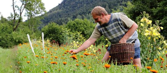 Ferme aux herbes - plantes aromatiques et medicinales à Sapois