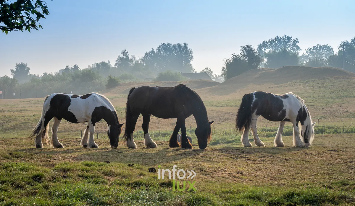 La Ferme de la Basse-Cour à Walhain (Brabant wallon)