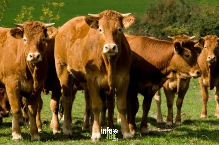 FERME BIO DU PRÉ AU CHARME - LEFEBVRE Frédéric