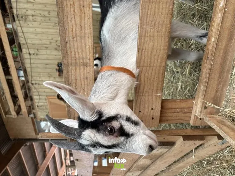 Ferme du Luppachhof à Bouxwiller
