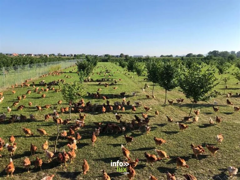 Ferme du Siebsenthal à Oberentzen