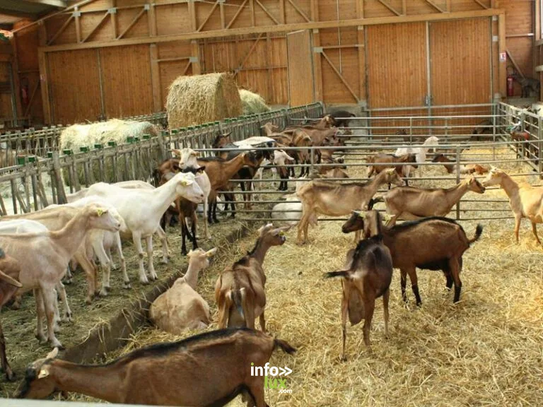 Ferme du Steinbach à Obersteinbach