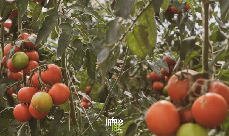 Sambreville > Fête > Fête de la tomate à la Ferme de la Vallée 2026