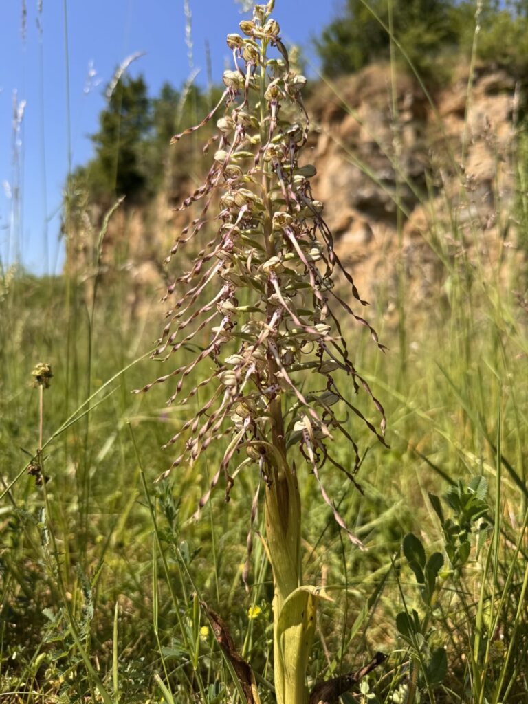 Soetrich > Patrimoine > Balade découverte dans la Réserve naturelle nationale à Hettange-Grande