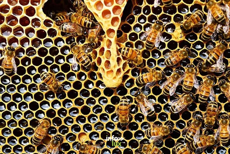 LA MAISON DES ABEILLES DE MAXIME - MIEL D'APICULTEUR à Genevrières