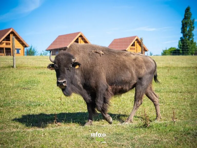 Le ranch des bisons