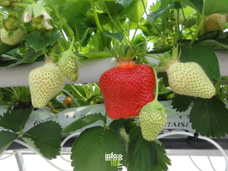 Le Ravet Fleuri