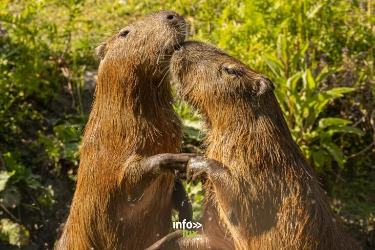 Vaux-sur-Sûre > Concert > Les aventures estivales du zooparc 2026