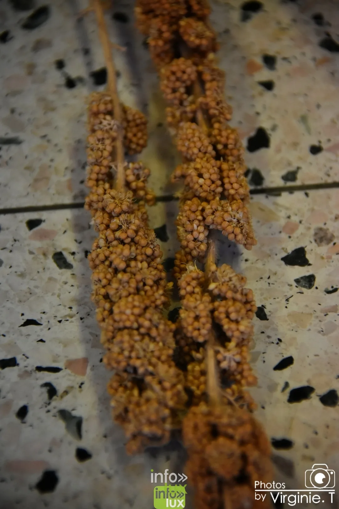 Atelier céréales à l'École du Doyard, Bastogne 2020 — photo 35