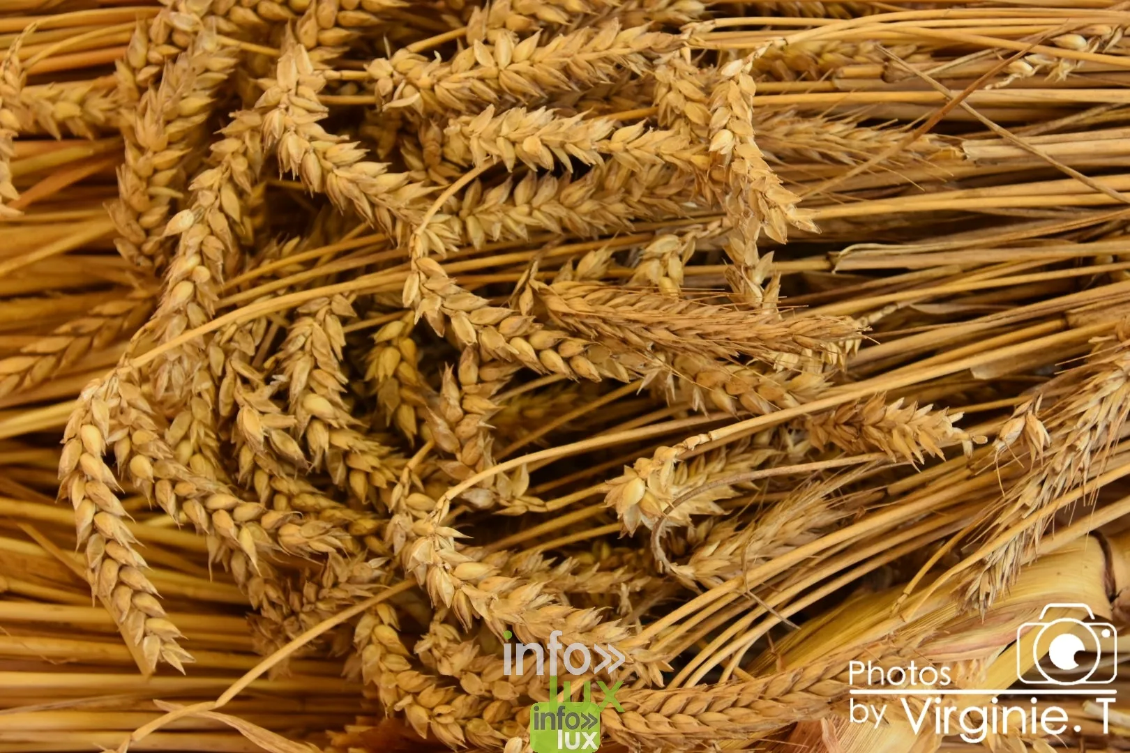 Atelier céréales à l'École du Doyard, Bastogne 2020 — photo 36