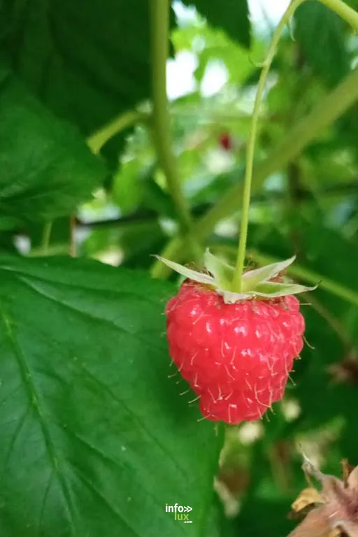 Les fruits rouges d'Anne Champenois