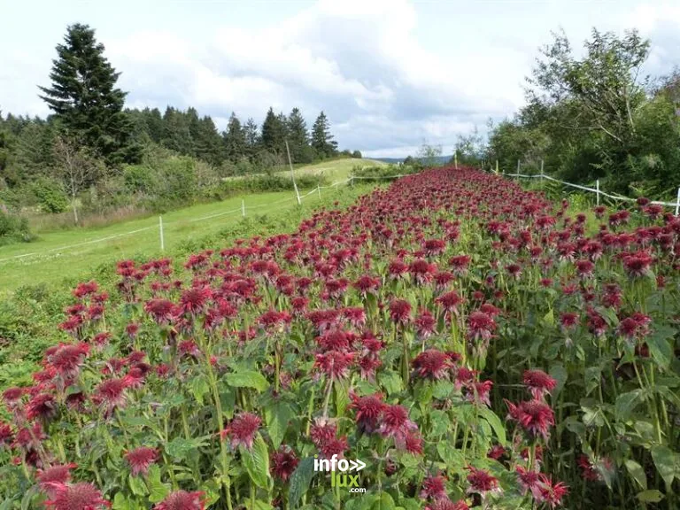 Les jardins de Bernadette - plantes condimentaires et aromatiques à Sapois