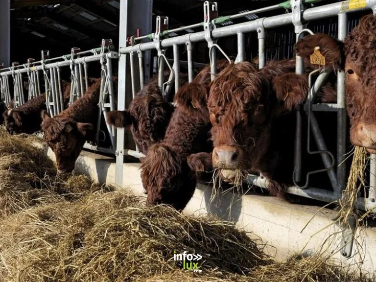 Les Salers de la Plaine – Ferme Daesch-Lack à Ensisheim