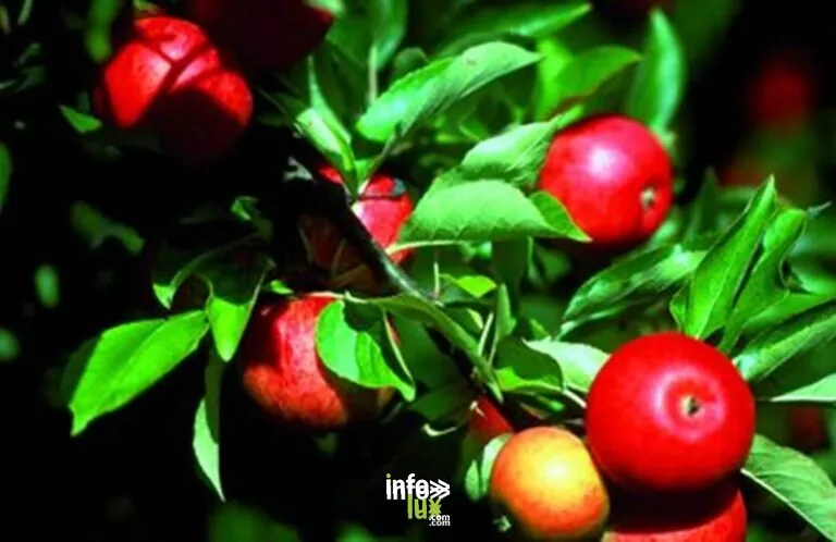 Les Vergers de Jean-Michel - Fruits de saisons, jus, confitures et sirops