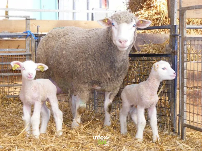 Les volailles et agneaux de la ferme à Pauvres