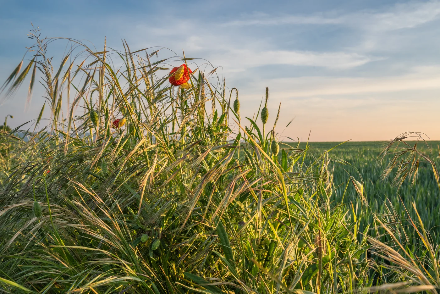Paysage de Chastre, Brabant wallon