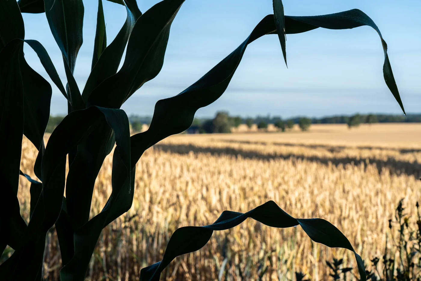 Paysage de Walhain