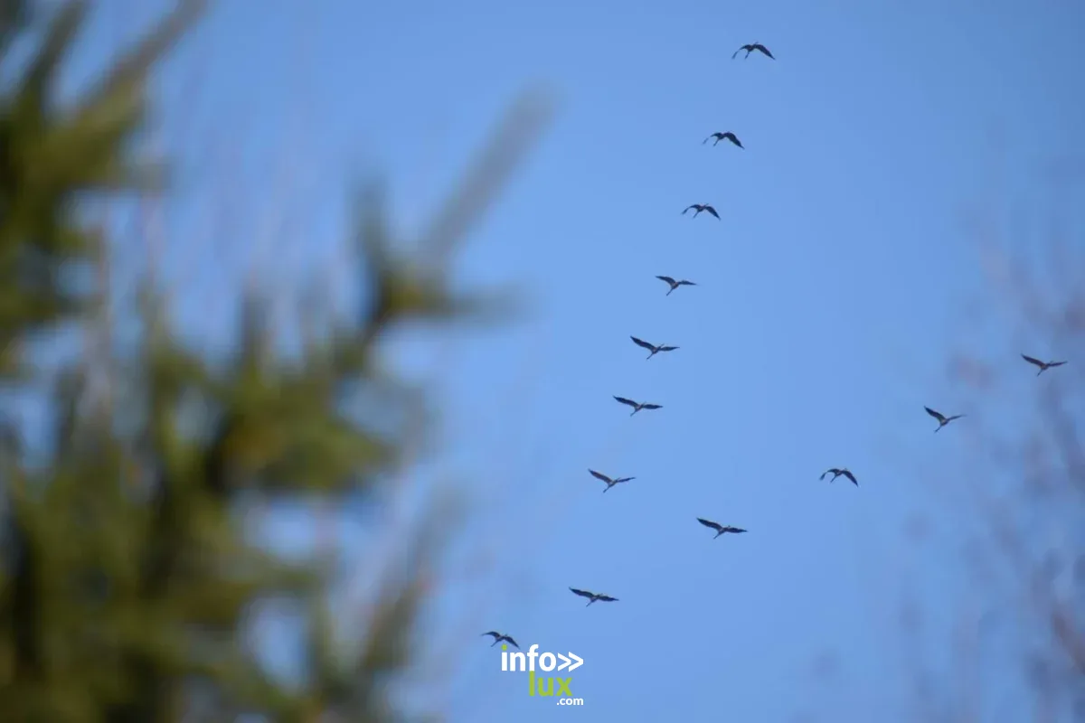 Affiche officielle Migration des oiseaux 2026