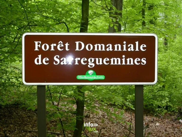 Forêt du buchholz à Sarreguemines : parc, jardin et balade nature
