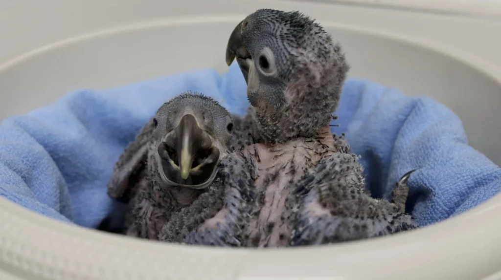 Pairi Daiza : deux bébés Aras de Lear, un exploit mondial de conservation