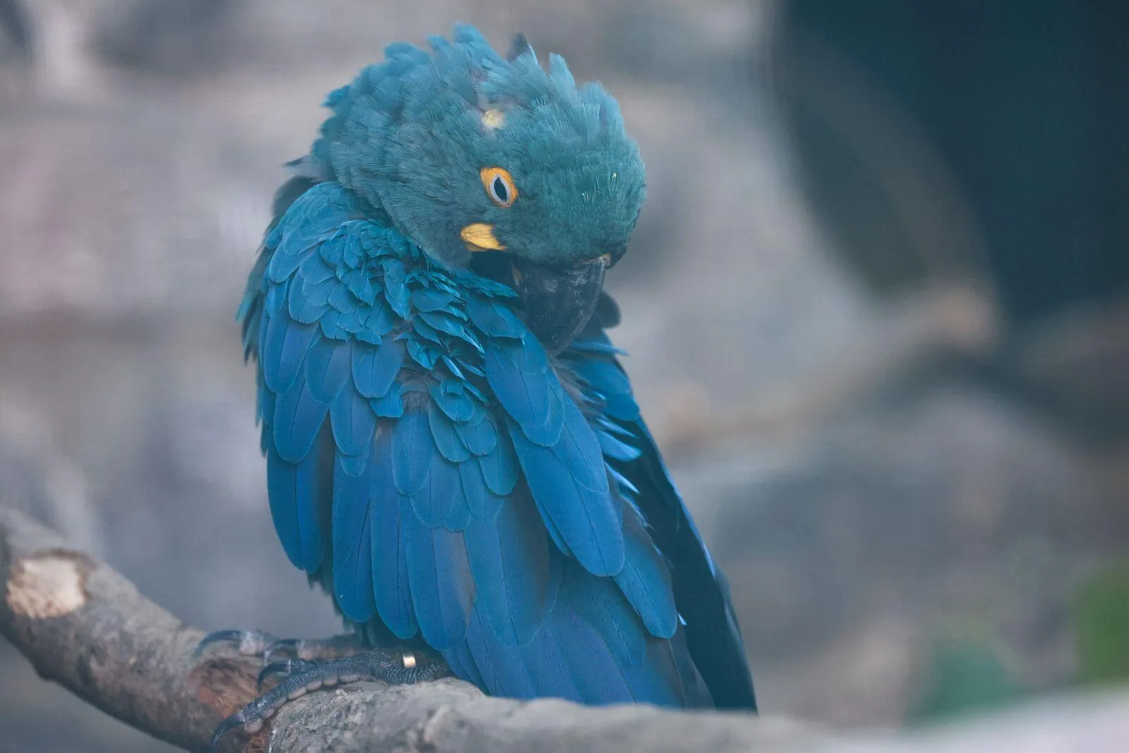 Portrait d'un Ara de Lear a Pairi Daiza, espece En danger