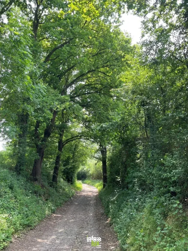 Promenade guidée 2026 : d'un bois à l'autre à Warsage
