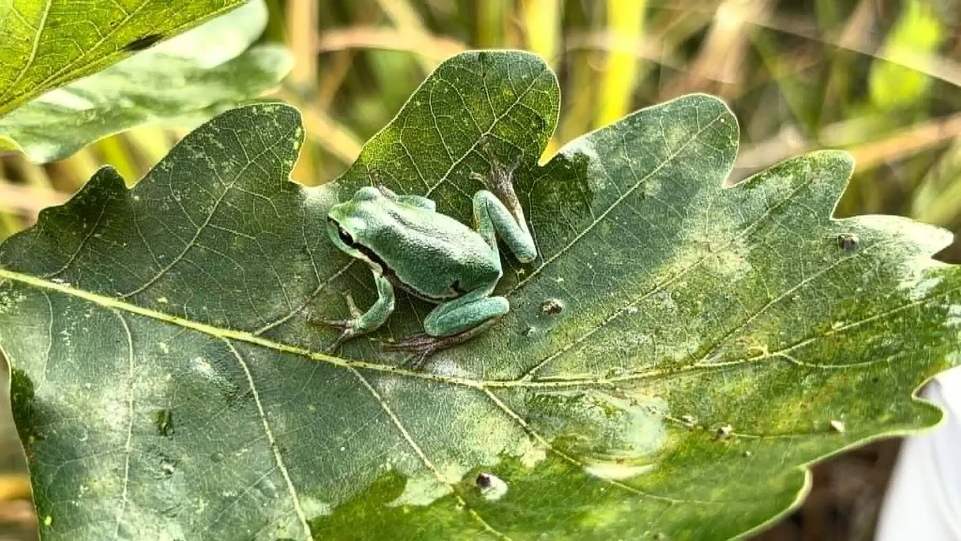 Lâcher de rainettes vertes sur un site naturel wallon