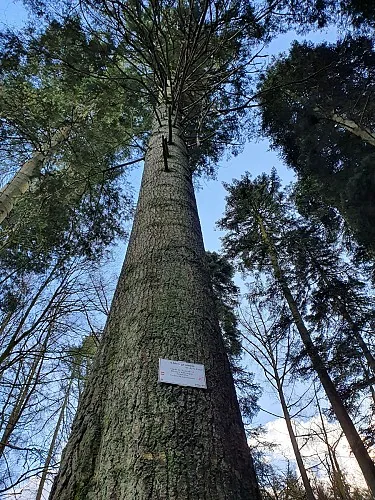 Sentier bécasine n°1 à Bouillon : l'arboretum en 4,1 km