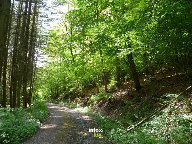 La promenade du Fond de Vedeur à Durbuy : randonnée de 6,9 km