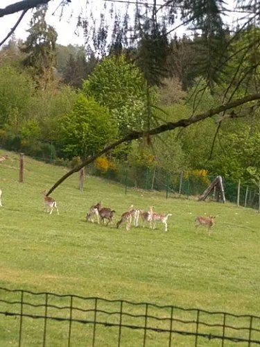 La Roche Plate à Houffalize : randonnée de 4,8 km