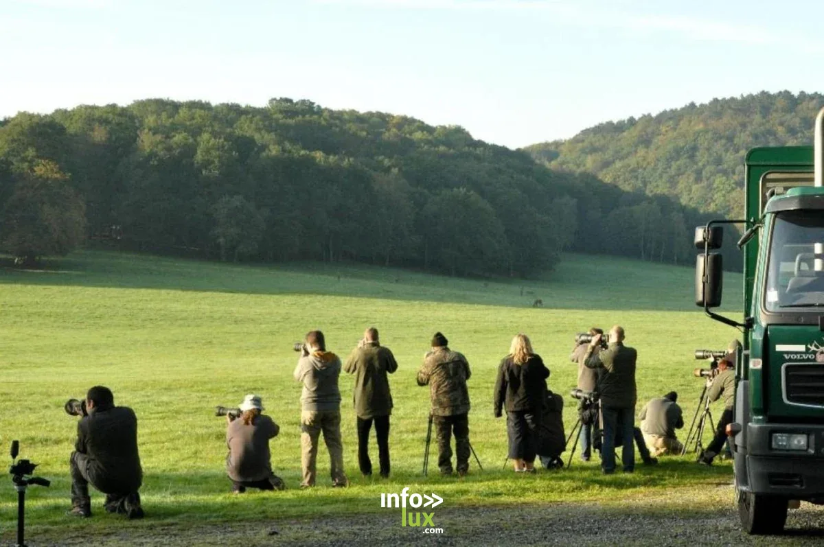 Affiche officielle Safari photo - Brame du cerf 2026