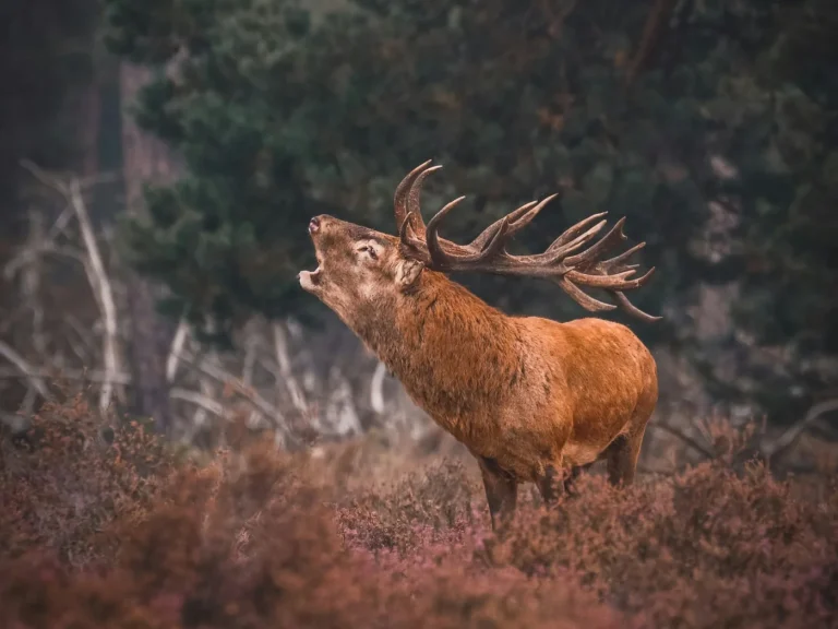 Herbeumont > Balade > Sortie à l’écoute du brâme du cerf