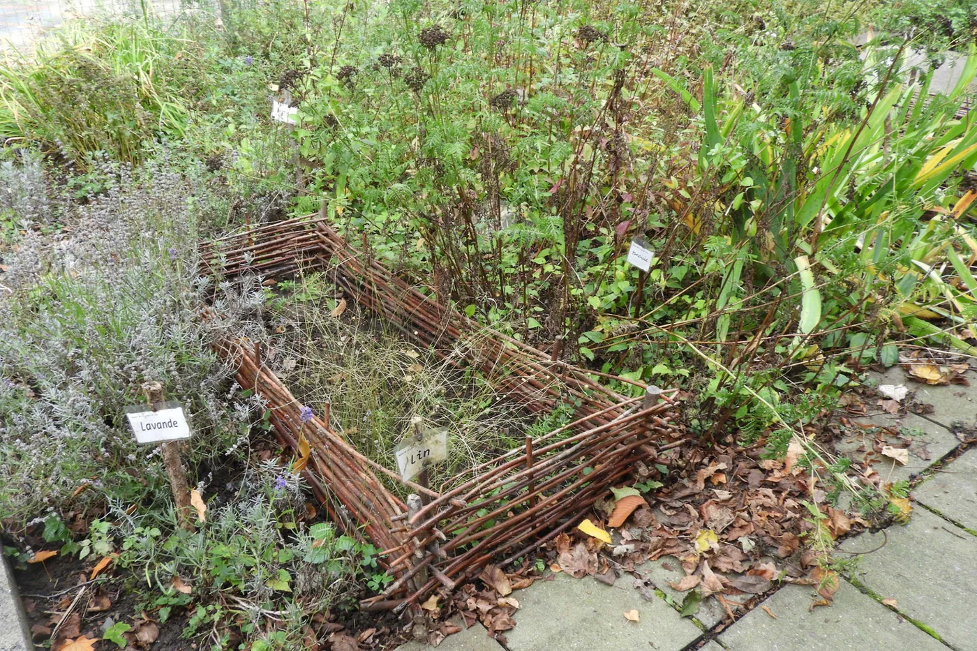 Le jardin de la blanchisseuse et ses plantes à savon à Spa (Fête Nationale du 21 juillet)