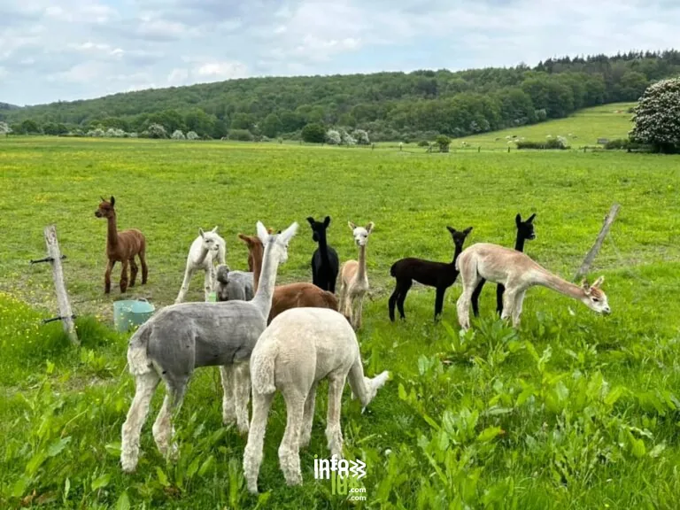 Rochefort > Sortie > Visite d’un élevage d’alpagas et de chevaux de trait ardennais 2026