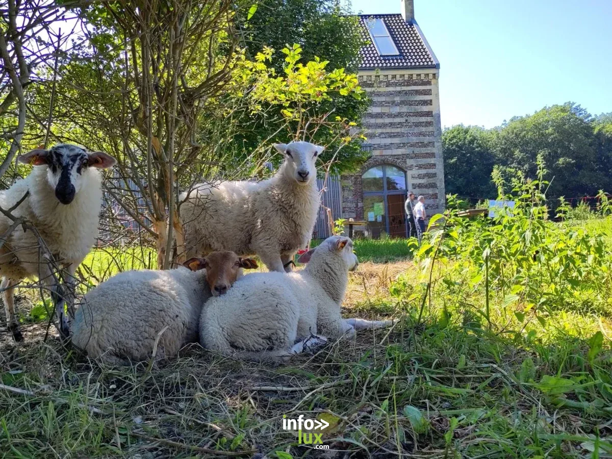 Affiche officielle Visite du Centre Nature "Villa Castrum" à la Ferme de Caster 2026