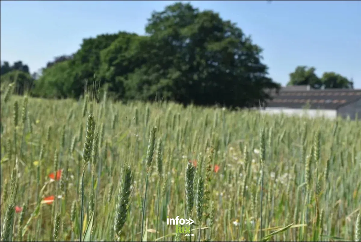 Affiche officielle Visite du Moulin à farine de Tongrinne 2026