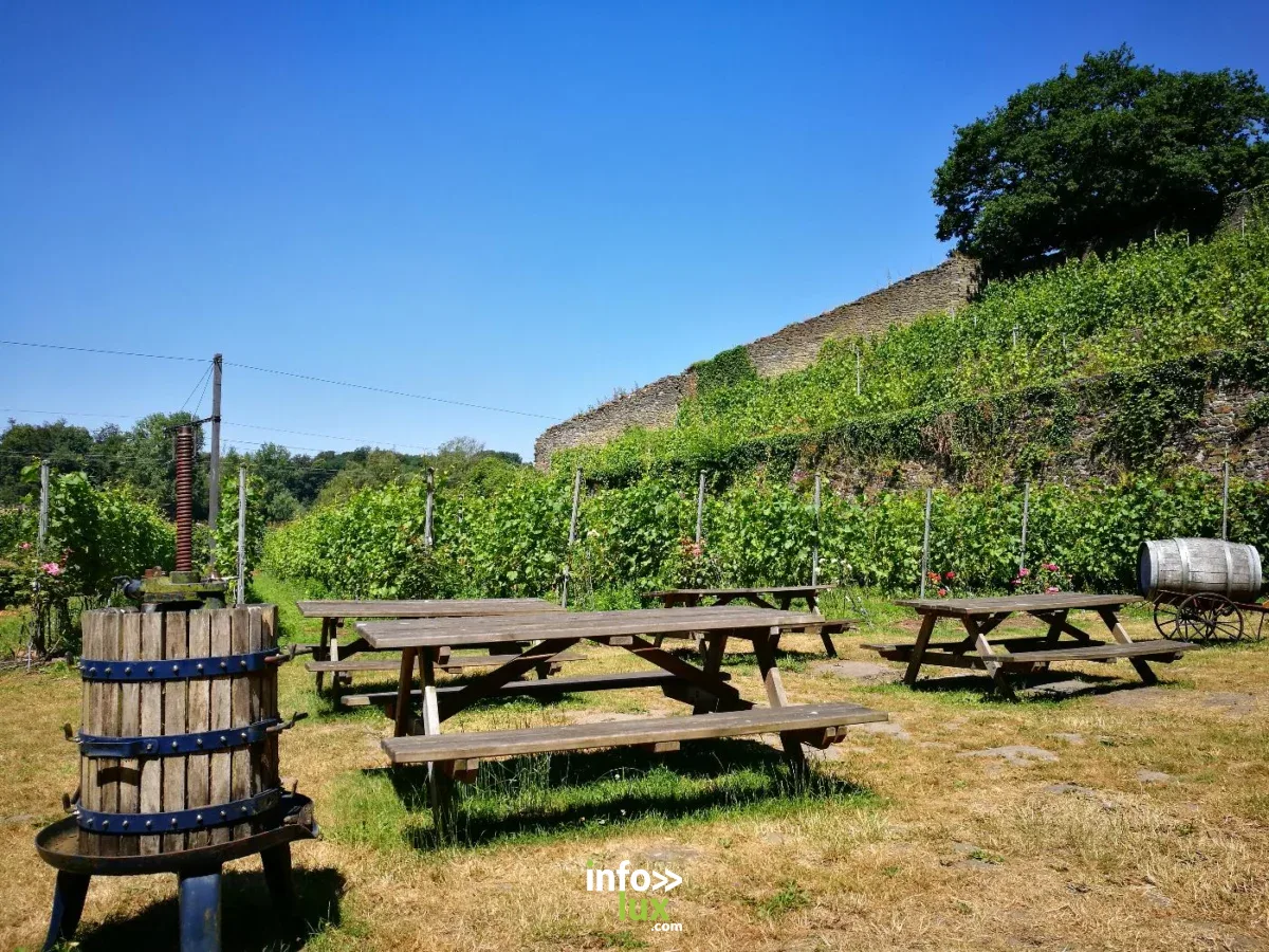 Affiche officielle Visite guidée - Le vignoble de l'Abbaye de Villers 2026