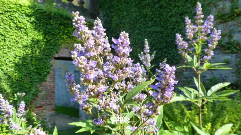 Villers-la-Ville > Patrimoine > Visite guidée – Visite des jardins de plantes médicinales 2026