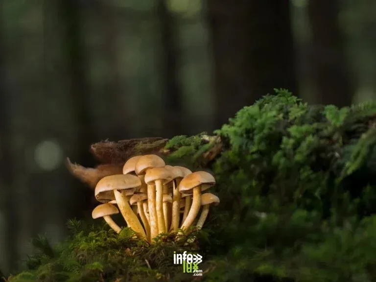 Chiny > Balade guidée > Les balades champignons du Syndicat d’Initiative