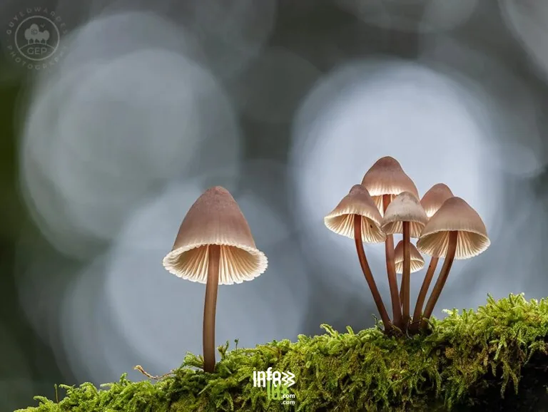 Vresse-sur-Semois > Exposition > A la découverte des champignons! 2026
