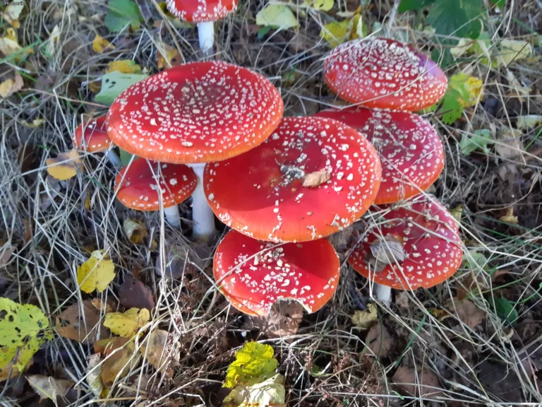 Bouquet d'amanites tue-mouches rouges à points blancs dans les feuilles mortes, en forêt gaumaise