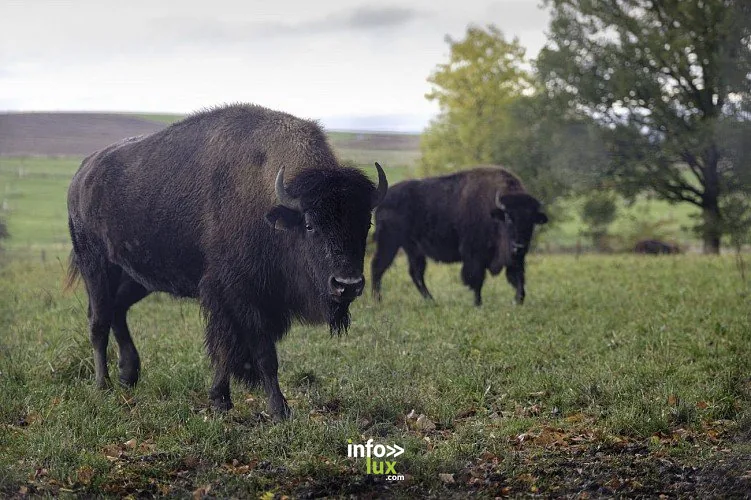 Les Bisons à Bastogne : randonnée de 11,7 km