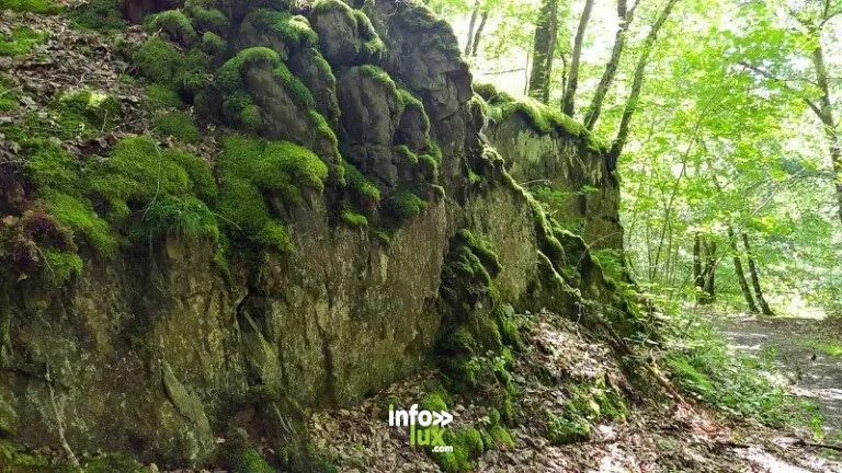 Boiserie à Daverdisse : randonnée de 6,6 km