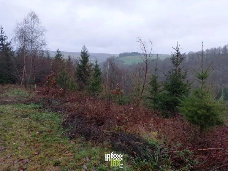 La boucle de Tintange à Fauvillers : randonnée de 25 km