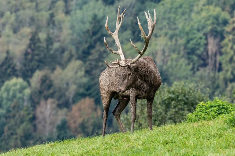 Habay > Sortie nature > Écoute du brame du cerf à Anlier (25 septembre 2026)