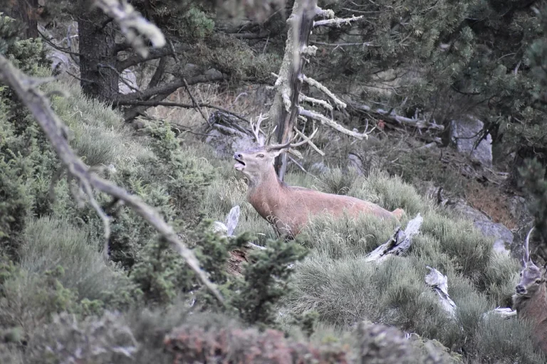Habay > Sortie nature > Écoute du brame du cerf à Anlier (26 septembre 2026)