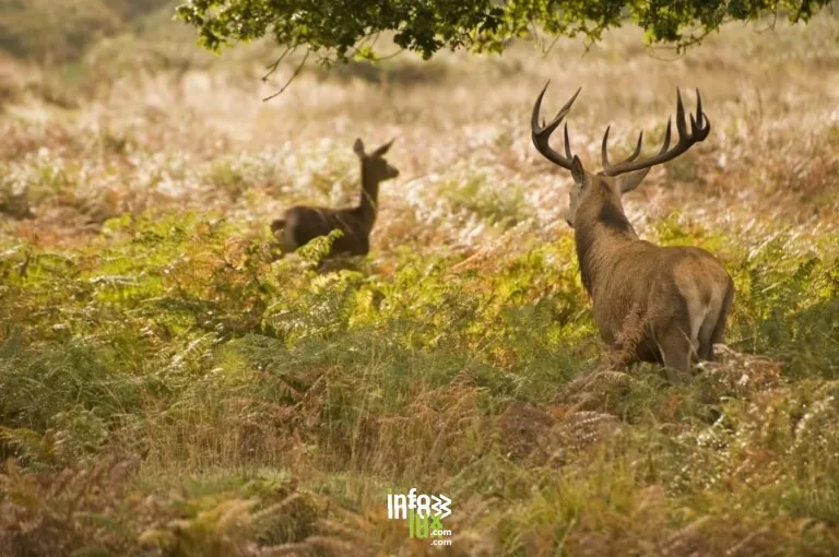 Brame du cerf au lever du jour 2026