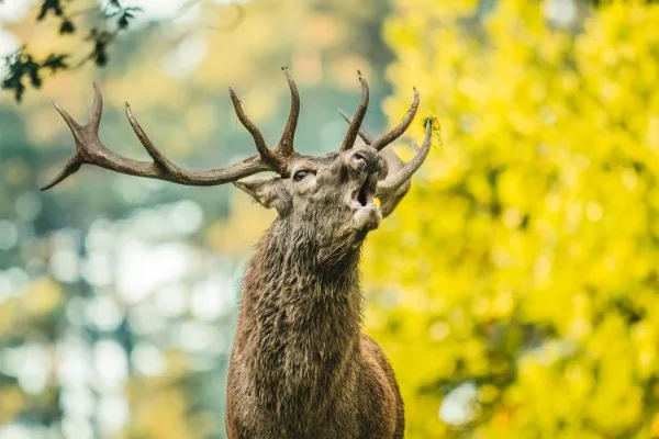 Un cerf brame dans le parc animalier du Domaine des Grottes de Han, sur fond de feuillage d'automne doré