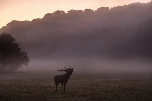 Silhouette d'un cerf dans la brume à l'aube, en lisière de forêt au Domaine des Grottes de Han
