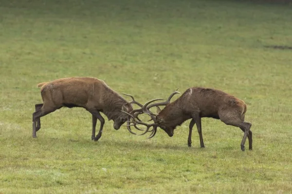 Deux cerfs s'affrontent bois contre bois dans une prairie du parc animalier de Han